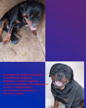 Cucciolata di Rottweiler originali