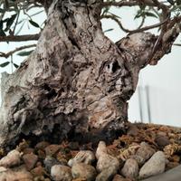 Bonsai Fillirea YAMADORI