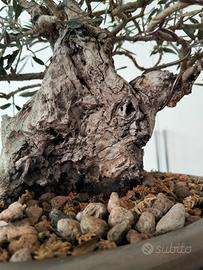 Bonsai Fillirea YAMADORI