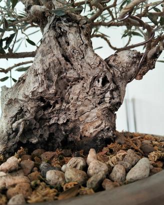 Bonsai olivastro YAMADORI