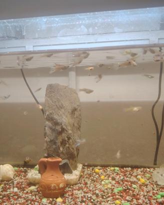 Pesci guppy