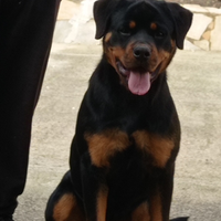 Rottweiler