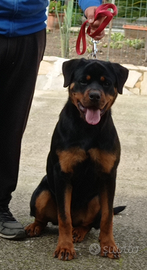 Rottweiler