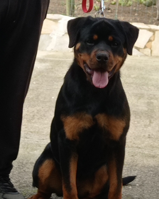 Rottweiler