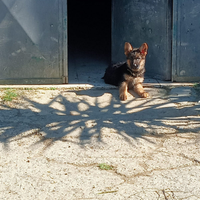 Cucciolo pastore tedesco