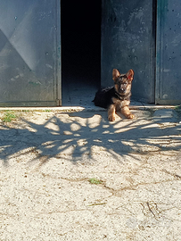 Cucciolo pastore tedesco