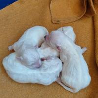 Cuccioli maltese