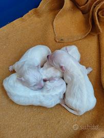 Cuccioli maltese