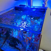 Rocce vive, invertebrati e cetus 2