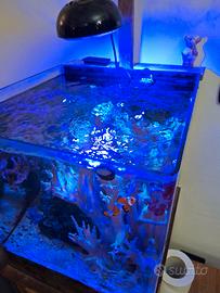 Rocce vive, invertebrati e cetus 2