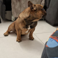 Cucciolone bouledogue francese