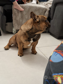 Cucciolone bouledogue francese