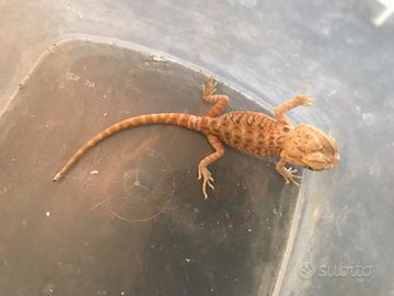 Pogona baby già svezzate