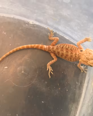 Pogona baby già svezzate