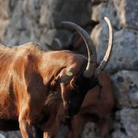 Capre camosciate alpine