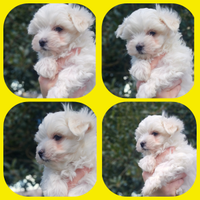 Maschio maltese con pedigree ENCI taglia piccola