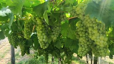 UVA ERBALUCE DA VINO