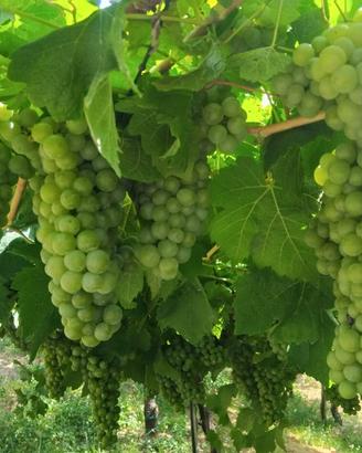 UVA ERBALUCE DA VINO