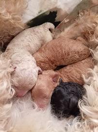 Cuccioli di barboncino