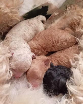 Cuccioli di barboncino
