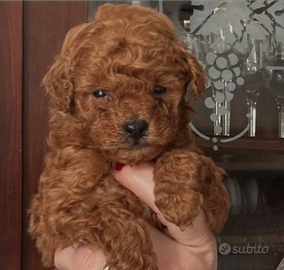 Strepitose barboncine red vere toy