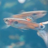 Pesci d'acquario guppy endler