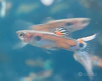 Pesci d'acquario guppy endler
