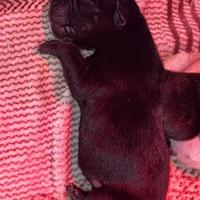 Staffordshire Bull terrier