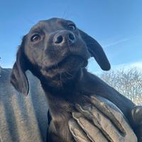 Cucciolo di Labrador