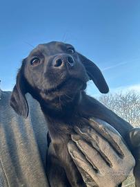 Cucciolo di Labrador