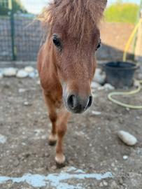 Mini pony shetland