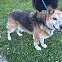 Regaliamo cagnolone di 14 anni