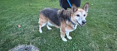 Regaliamo cagnolone di 14 anni