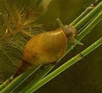Limnaea Stagnalis e Pesci Rossi