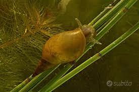 Limnaea Stagnalis e Pesci Rossi