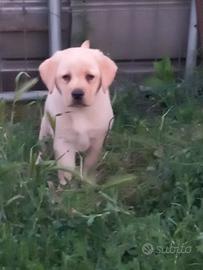Labrador