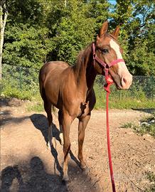 Quarter Horse