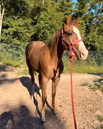 Quarter Horse