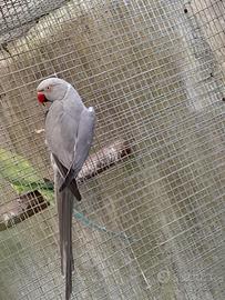 Psittacula kramery