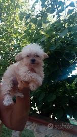 Maltipoo