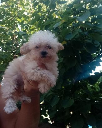 Maltipoo