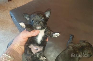 Chihuahua