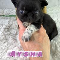 Piccola aysha chihuahua thailandese con pedigree