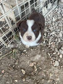 Cucciolata di border collie