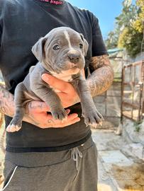 Cuccioli American Pitbull - pronti a 2,5 mesi