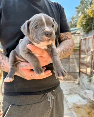 Cuccioli American Pitbull - pronti a 2,5 mesi
