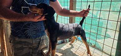 bassotto jagd terrier