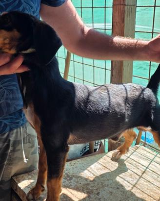 bassotto jagd terrier