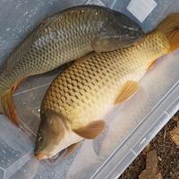Carpe regina e specchio