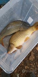 Carpe regina e specchio